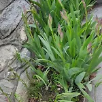 Casa Degli Iris * クアルト
