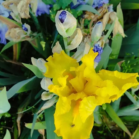 Casa Degli Iris * Quart