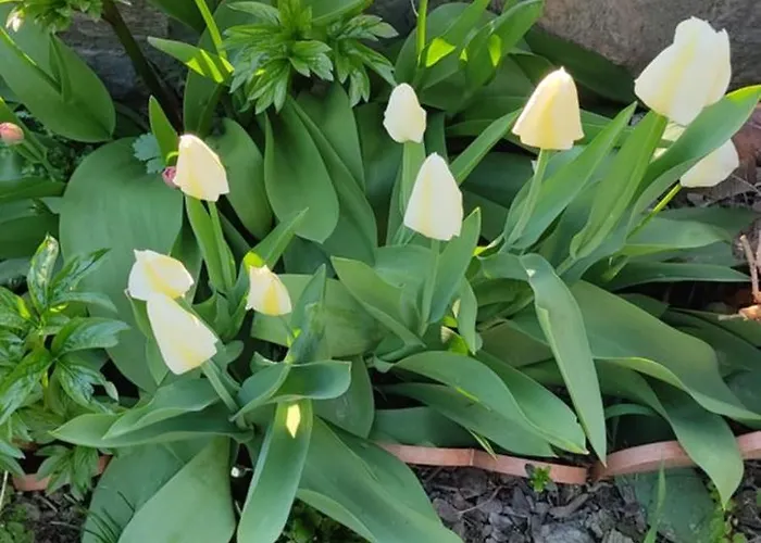 Appartamento Casa Degli Iris *