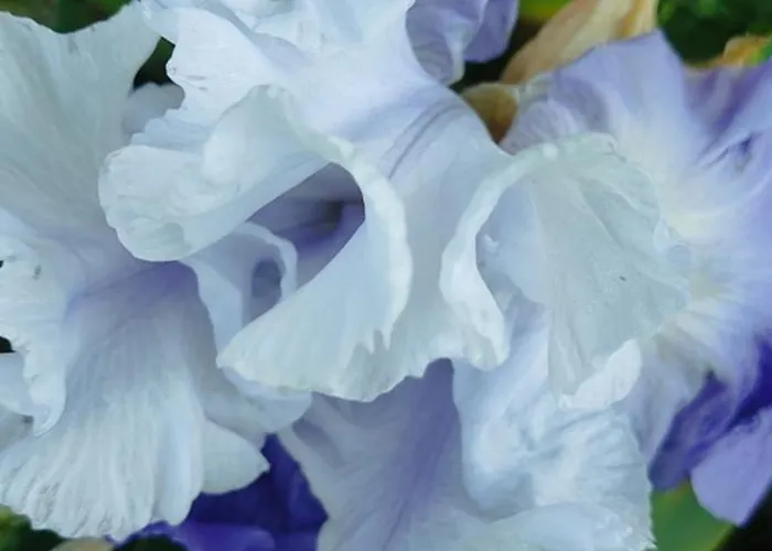 Casa Degli Iris Appartamento Quart