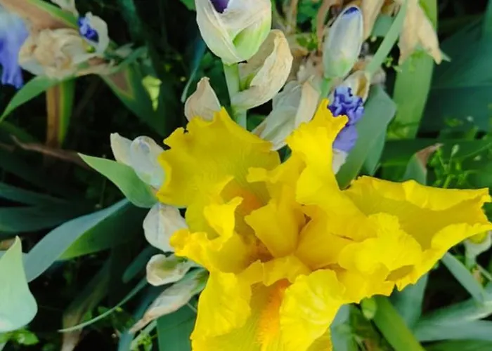 Casa Degli Iris * Quart