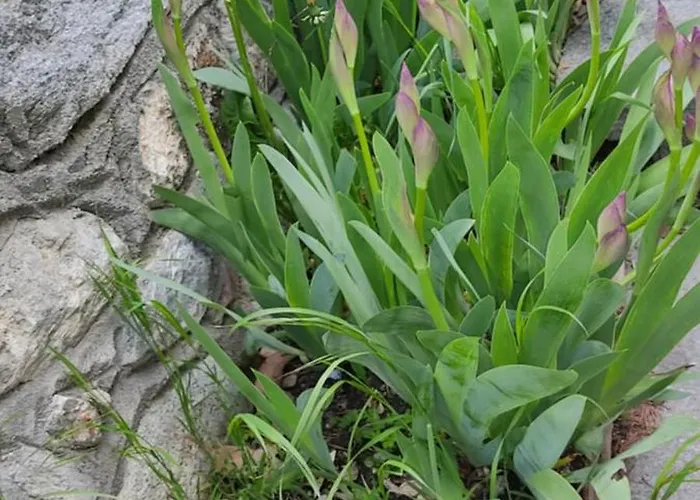 Casa Degli Iris * Quart